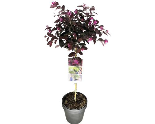 Loropetalum chinense 'Fire Dance' im Topf