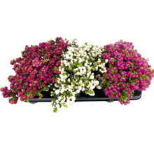 Schmuckbeeren in einer Schale