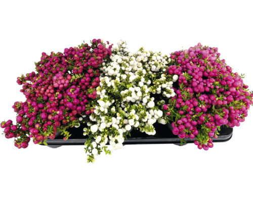 Schmuckbeeren in einer Schale