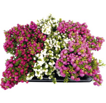 Gaultheria Pflanze mit roten, rosa und weißen Beeren