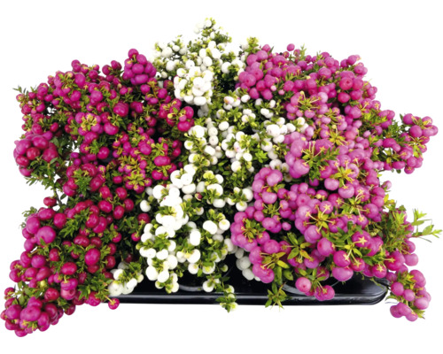 Gaultheria Pflanze mit roten, rosa und weißen Beeren