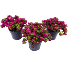 Drei Töpfe mit Korallenbeeren-Pflanzen