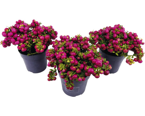 Drei Töpfe mit Korallenbeeren-Pflanzen