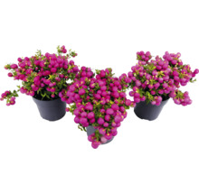 Drei Korallenbeerenpflanzen in Töpfen