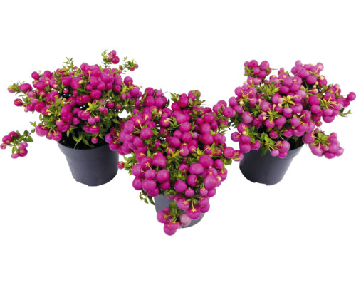 Drei Korallenbeerenpflanzen in Töpfen