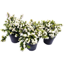 Drei Schneeballbeeren Pflanzen im Topf