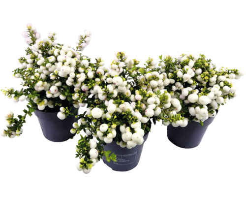 Drei Schneeballbeeren Pflanzen im Topf