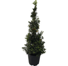 Spindelstrauch im Topf