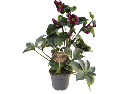 Christrose 'Red Princess' im Topf