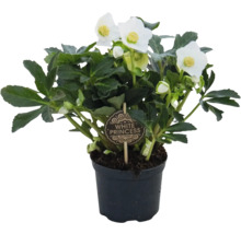 Christrose White Princess im Topf