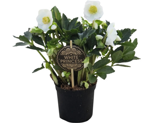 Christrose White Princess im Topf