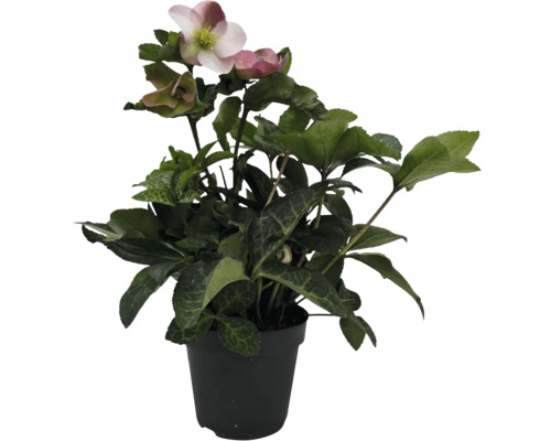 Christrose im Topf mit Blüte