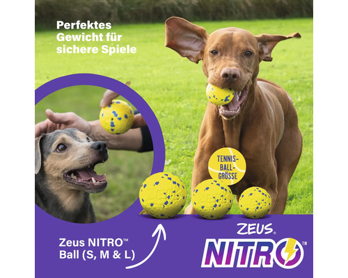 Zeus Nitro Ball für Hunde in verschiedenen Größen mit spielenden Hunden im Freien