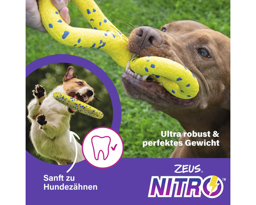 Hund spielt mit robustem Hundespielzeug der Marke Zeus Nitro