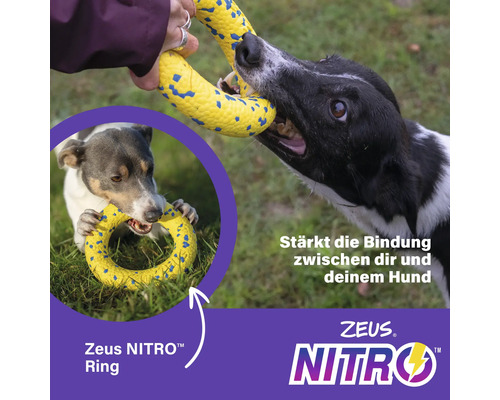Zwei Hunde spielen mit einem gelben Zeus Nitro Ring.