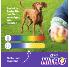 Illustration zur Farbwahrnehmung von Hunden mit Hund und Ball