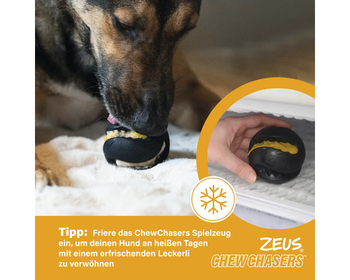 Ein Hund leckt an einem schwarzen Zeus Chew Chasers Spielzeugball mit Futter