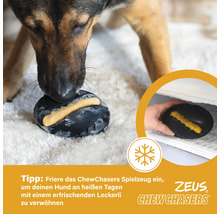 Ein Hund betrachtet ein Zeus Chew Chasers Spielzeug mit Leckerli.