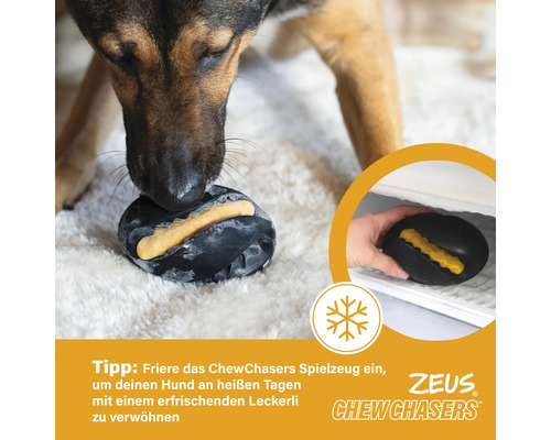 Ein Hund betrachtet ein Zeus Chew Chasers Spielzeug mit Leckerli.