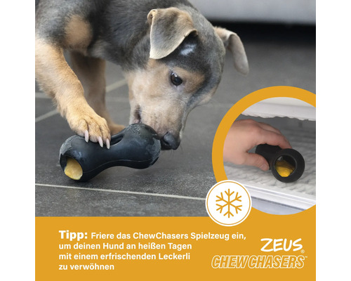 Hund mit schwarzem Zeus Chew Chasers Spielzeug mit Leckerli