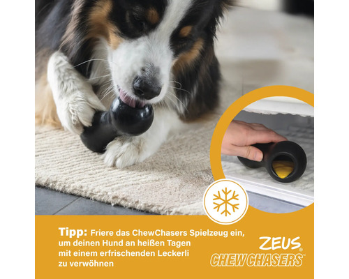 Ein Hund kaut auf einem schwarzen Zeus Chew Chasers Spielzeug.