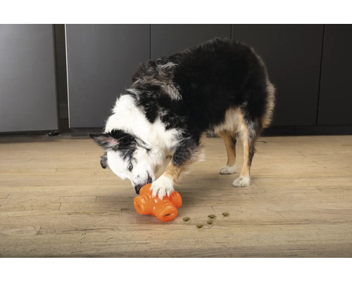 Ein Hund spielt mit einem interaktiven Futterspielzeug.