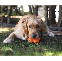Golden Retriever liegt im Gras und kaut auf einem Hundespielzeug