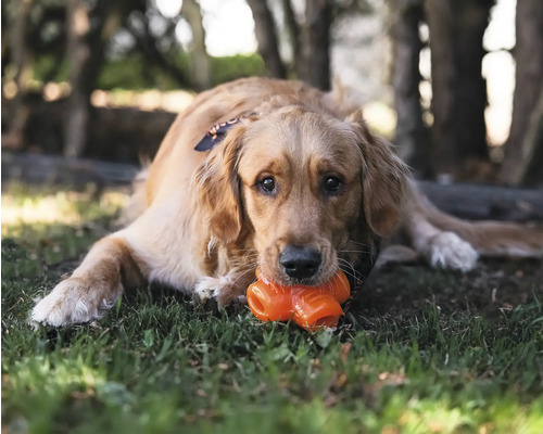 Golden Retriever liegt im Gras und kaut auf einem Hundespielzeug