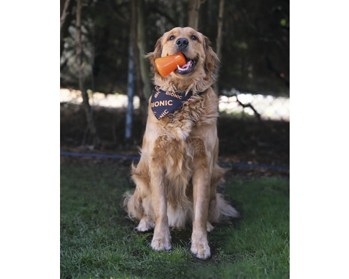 Golden Retriever mit einem Hundespielzeug im Maul und einem Bionic Halstuch