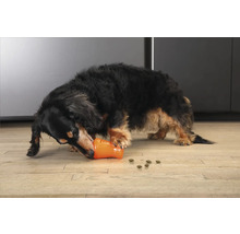 Ein Dackel spielt mit einem Futterspielzeug und Futter liegt auf dem Boden.