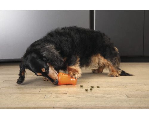 Ein Dackel spielt mit einem Futterspielzeug und Futter liegt auf dem Boden.