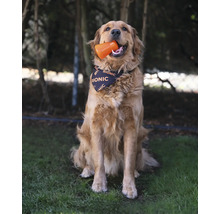Goldener Retriever mit Bionic Halstuch und Spielzeug im Maul