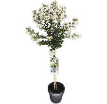 Lagerstroemia-Baum mit weißen Blüten im Topf