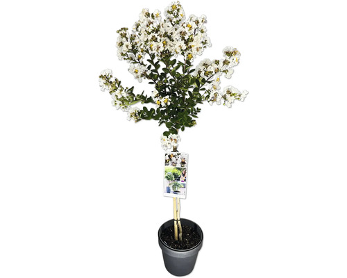 Lagerstroemia-Baum mit weißen Blüten im Topf