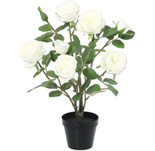 Rosenbusch mit sechs weißen Rosen in einem Topf