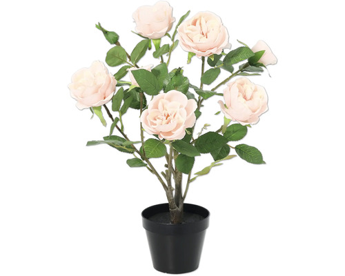 Rosenbusch in schwarzem Topf