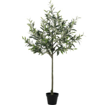Olivenbaum im Topf