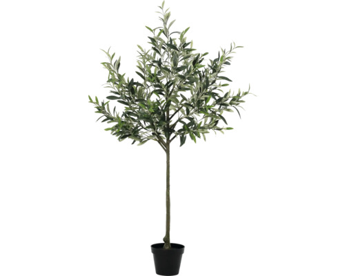 Olivenbaum im Topf
