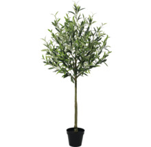 Olivenbaum im Topf