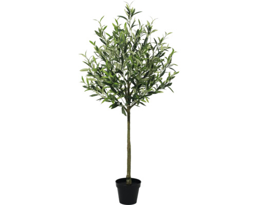 Olivenbaum im Topf