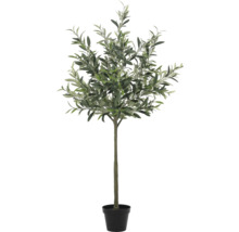 Olivenbaum im Topf