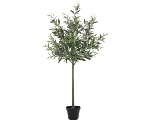 Olivenbaum im Topf