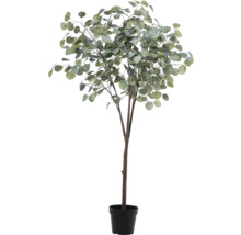 Eukalyptusbaum im Topf