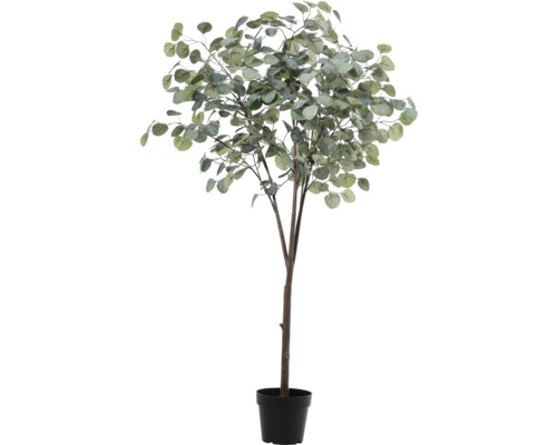 Eukalyptusbaum im Topf