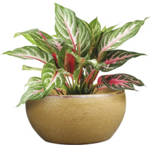 Aglaonema Zimmerpflanze in Topf