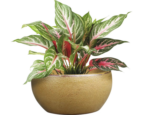 Aglaonema Zimmerpflanze in Topf