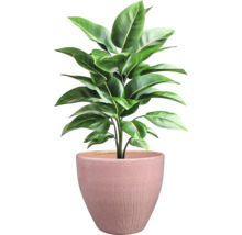 Zimmerpflanze im Topf