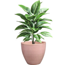 Zimmerpflanze in einem Topf