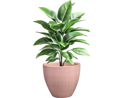 Zimmerpflanze in einem Topf