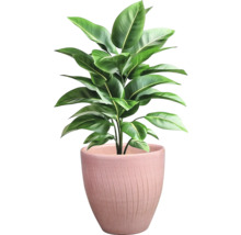 Zimmerpflanze im Topf